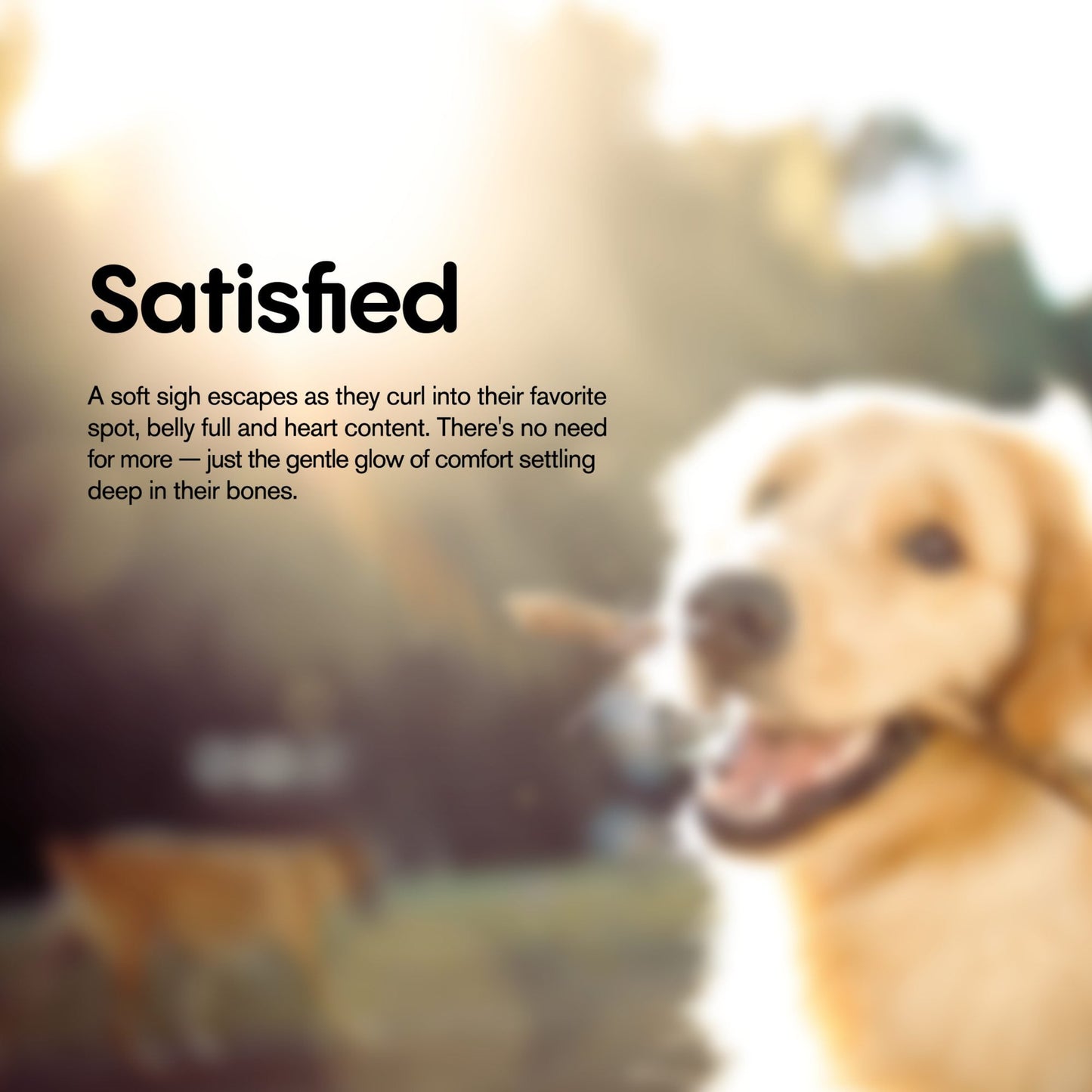 1,000mg CBD Pet Treats For Dogs - Wavy Bacon & Cheese Bites - MediPets