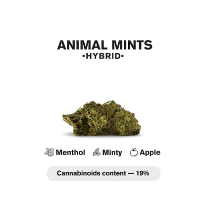 1.5g Animal Mints Strain King Size Pre-Roll - Hybrid - THCA