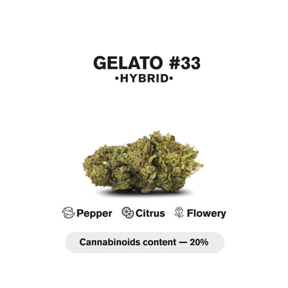 1.5g Gelato #33 Strain King Size Pre-Roll - Hybrid - THCA
