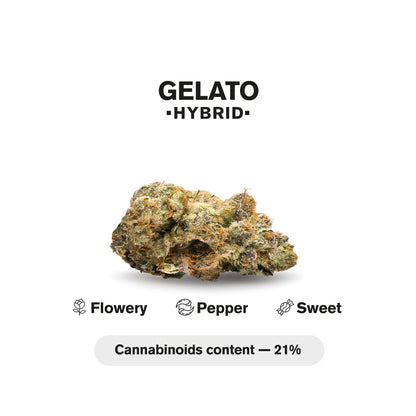 1.5g Gelato King Size Pre-Roll - Hybrid - THCA