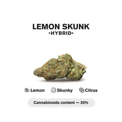 1.5g Lemon Skunk King Size Pre-Roll - Hybrid - THCA