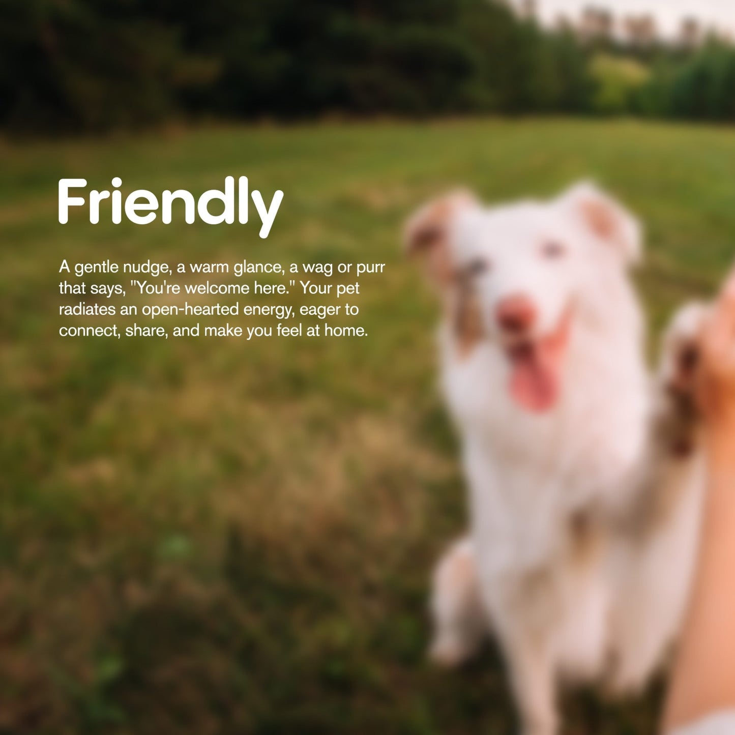 500mg CBD Pet Treats For Dogs - Beef Chew - MediPets