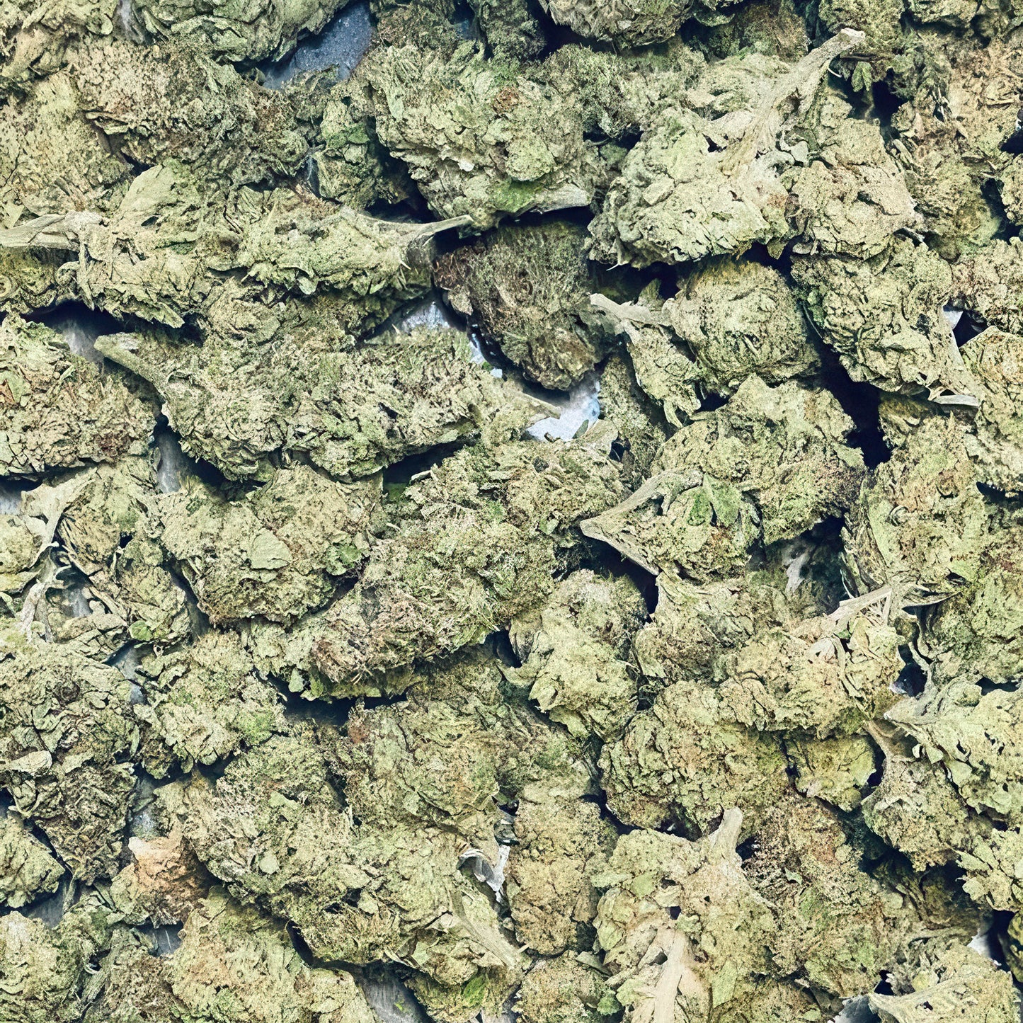 Alien Cookies Flower – Hybrid – THCA