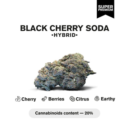 Black Cherry Soda Flower - Hybrid - THCA