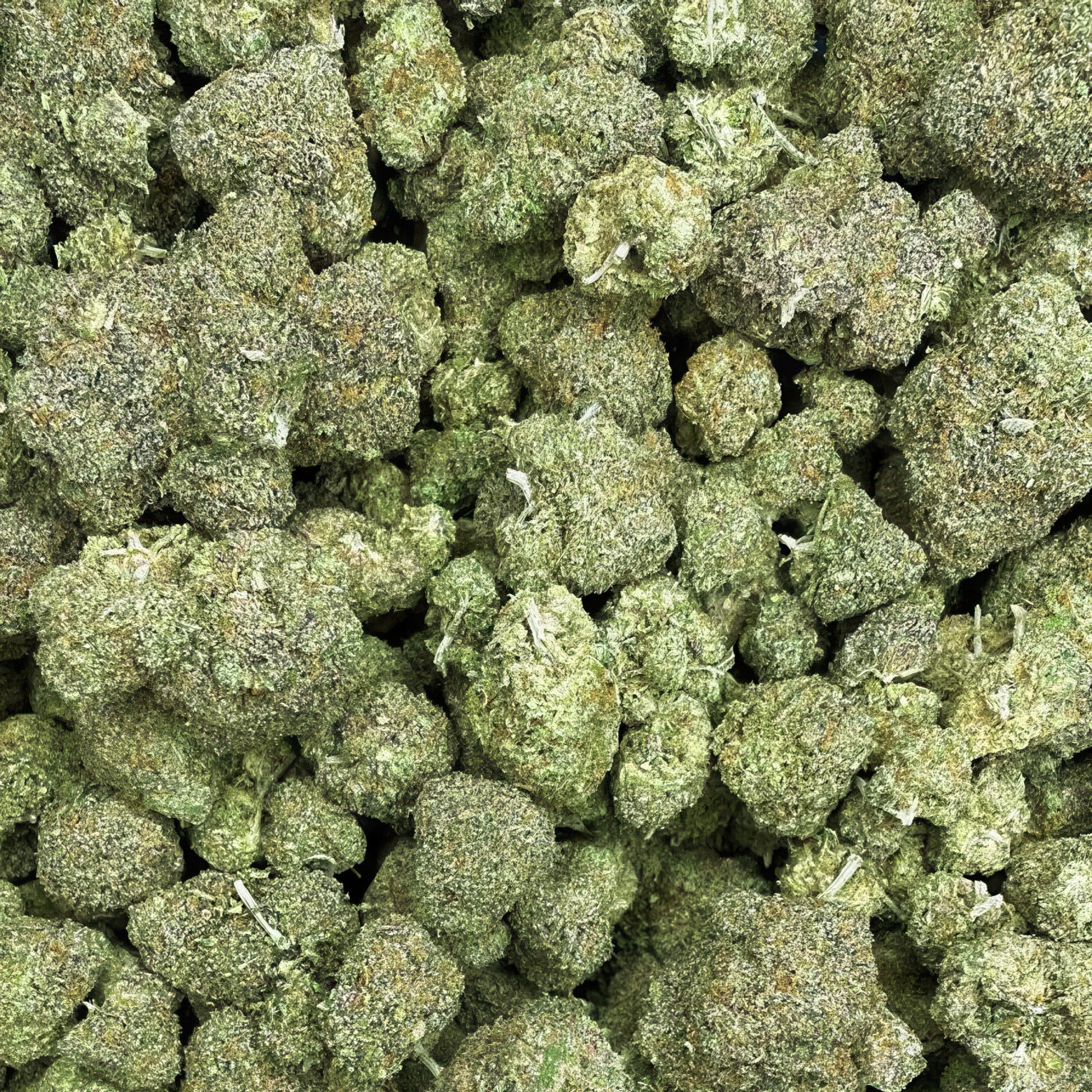 Cake Boss Flower - Hybrid - THCA