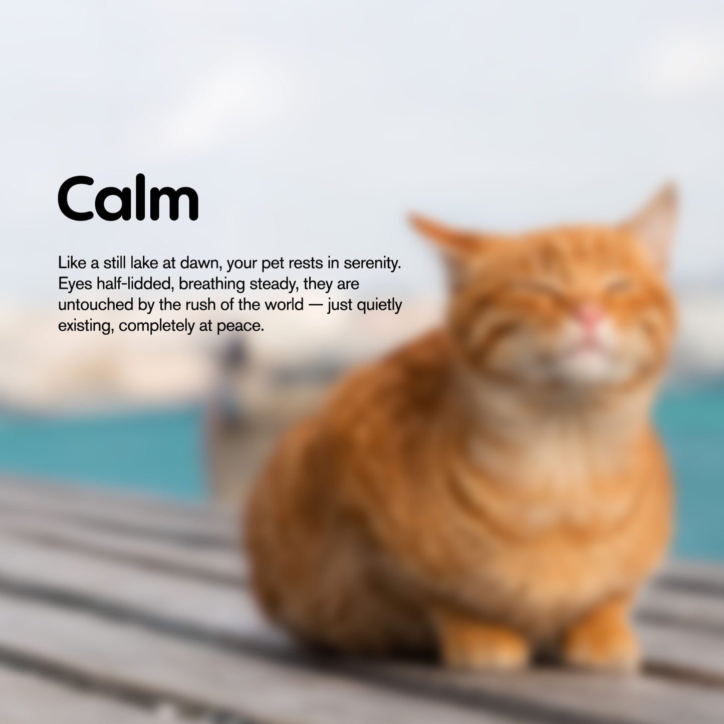 Cat Cafe Tartar Control - CBD Pet Treats For Cats - 600mg - MediPets