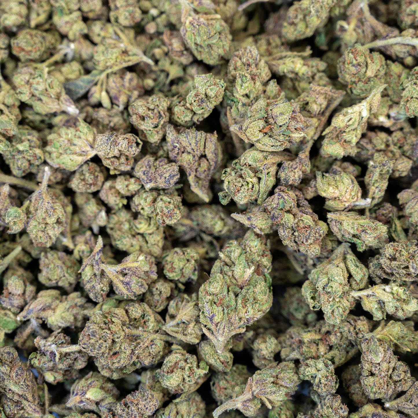 Gelato Haze Flower – Hybrid – THCA