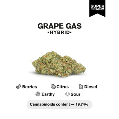 Grape Gas Flower - Hybrid - THCA