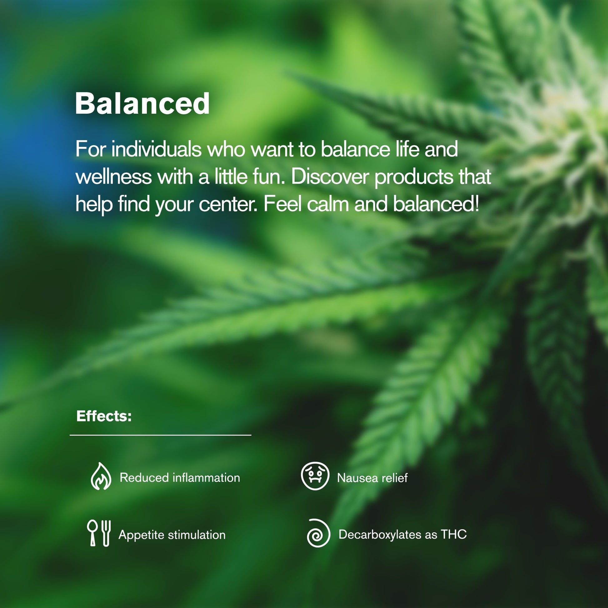 Hybrid Blend Ground Flower - Hybrid Blend - THCA