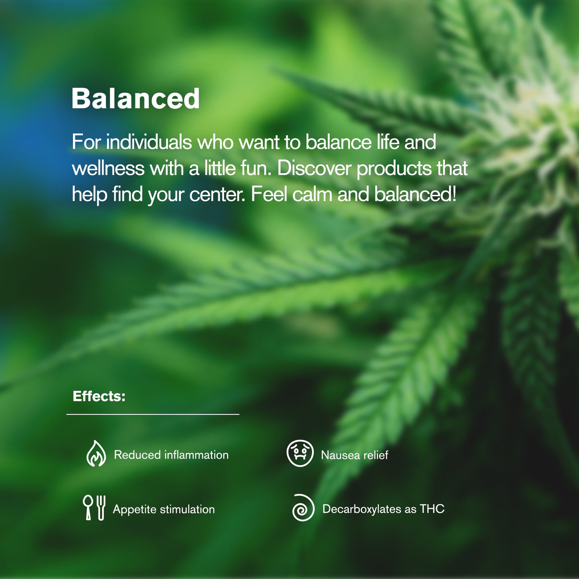 Hybrid Blend Trim Flower - Hybrid Blend - THCA