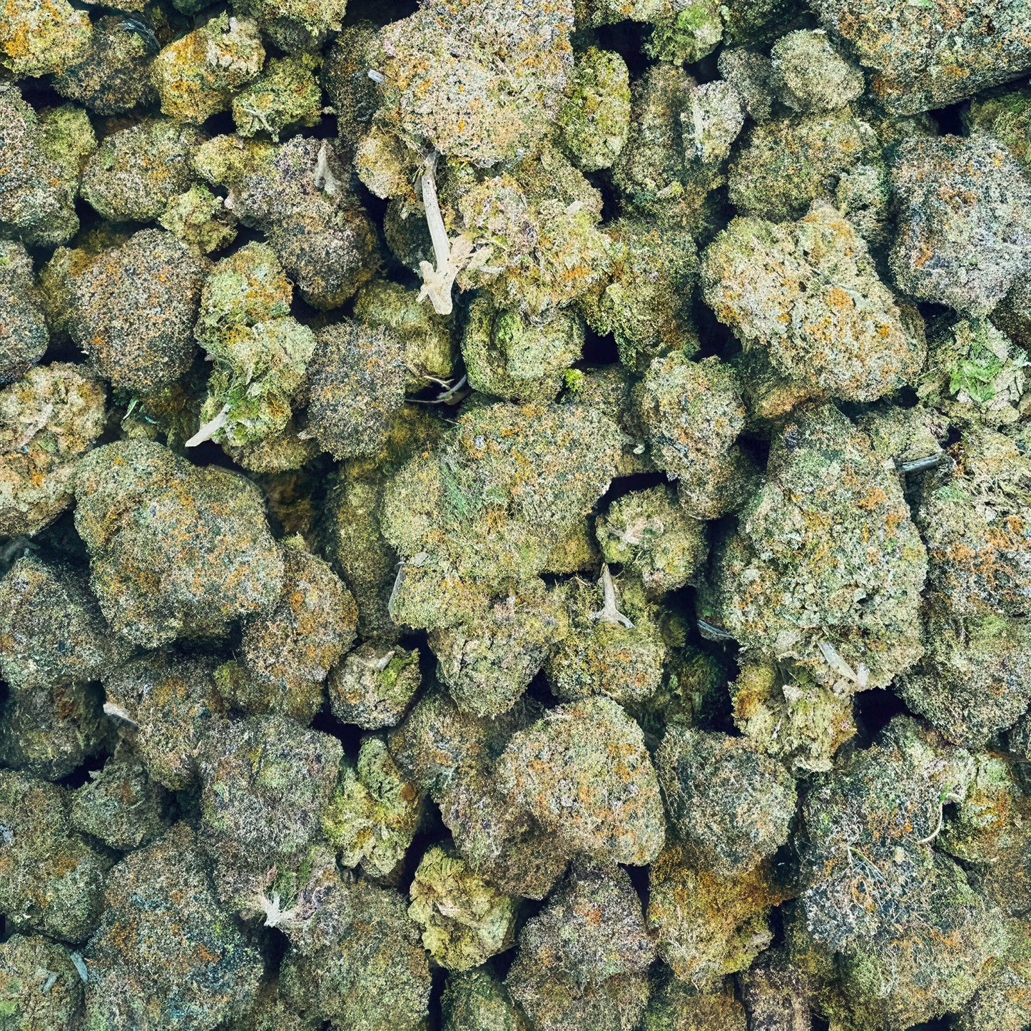 Ice Cream Cake Flower – Indica – THCA