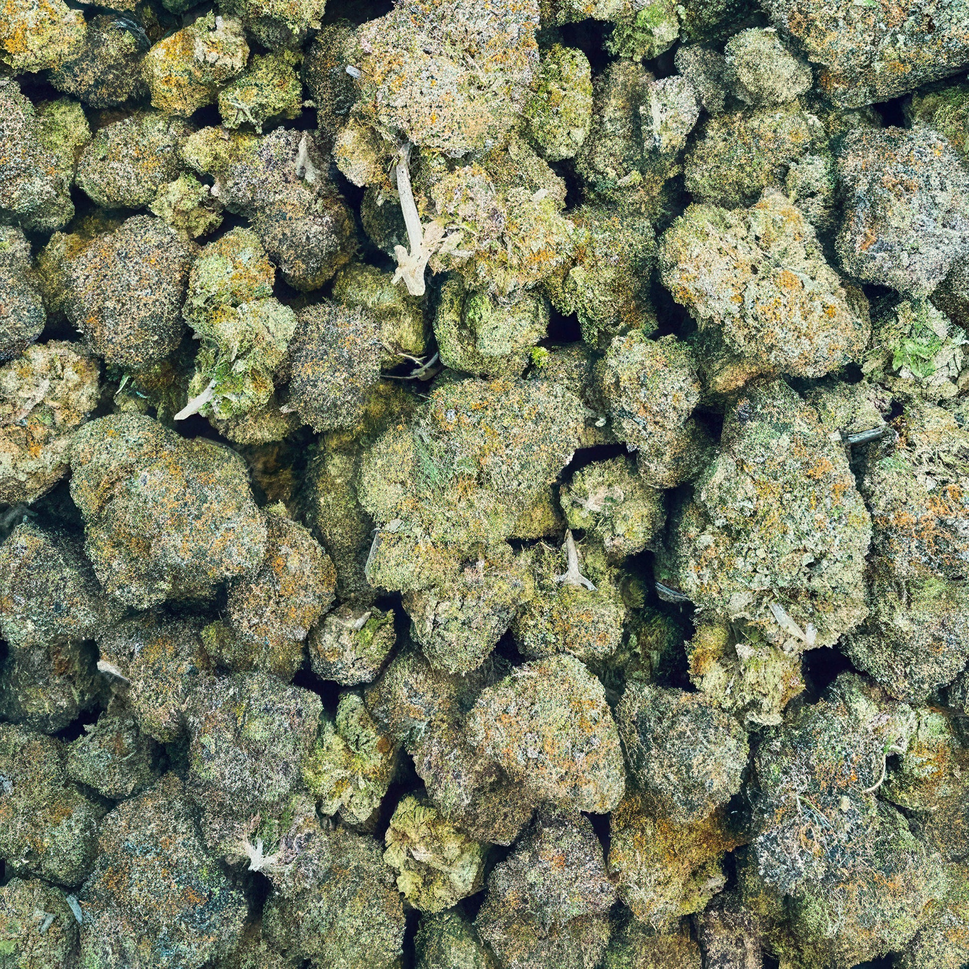 Ice Cream Cake Flower – Indica – THCA