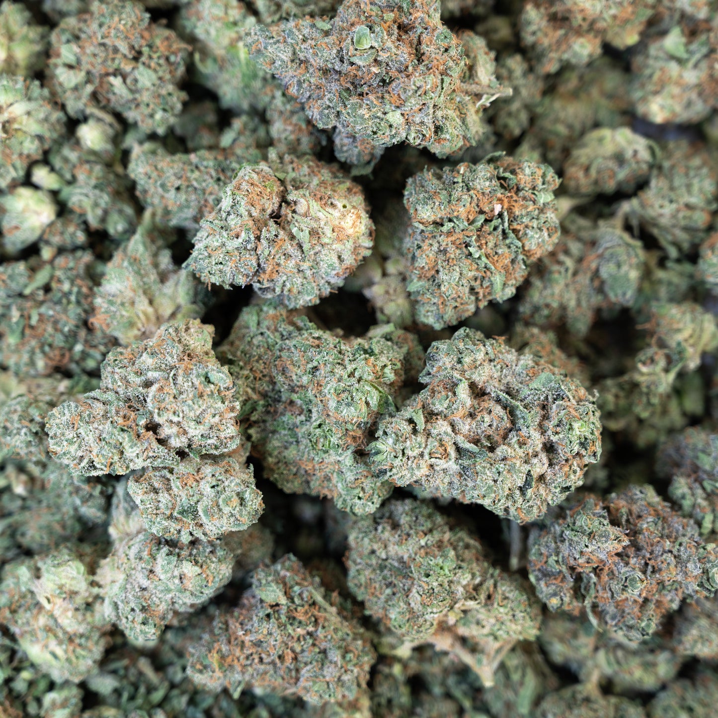 Italian Ice Flower – Hybrid – THCA