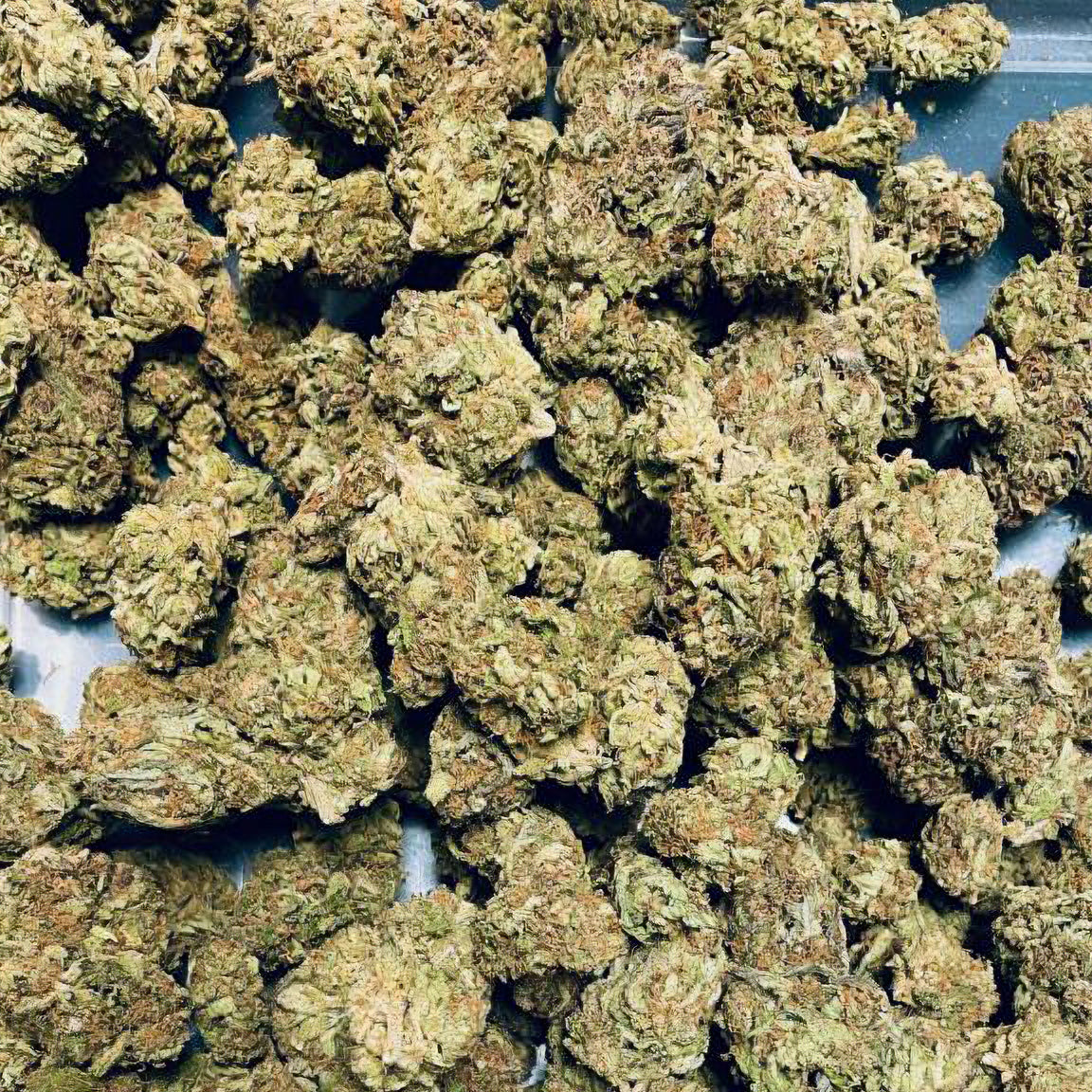 Jealousy Flower – Hybrid – THCA