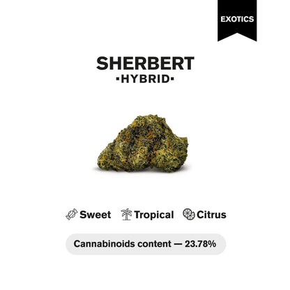 Sherbert Flower - Hybrid - THCA