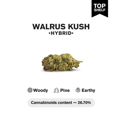 Walrus Kush Flower - Hybrid - THCA